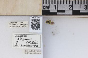 Media type: image;   Entomology 787146 Aspect: labels